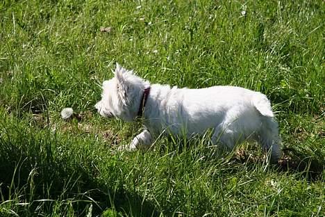 West highland white terrier Mille R.I.P - hvad er det  billede 13