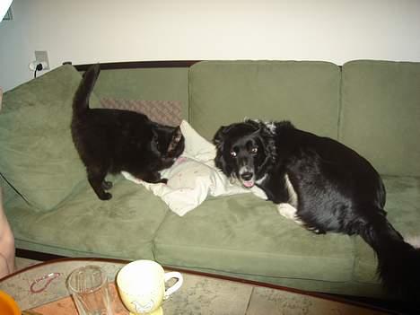 Border collie molly - her ligger hun med katten som hun er lidt jalous på billede 12