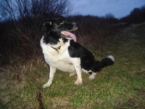 Border collie molly billede 13
