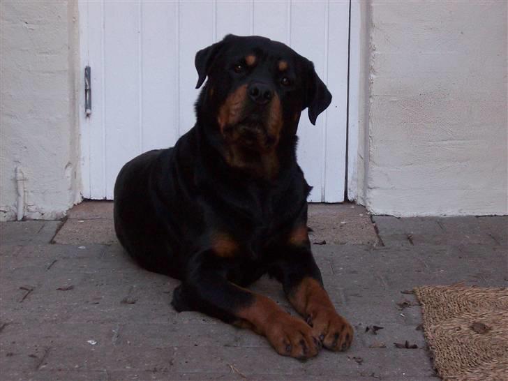 Rottweiler  Basse - jeg spekulerer lige.... billede 10