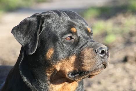 Rottweiler Fattiggården's Haiki *død* - 11 marts 07. For filan hvor hun ligner sin mor. billede 14