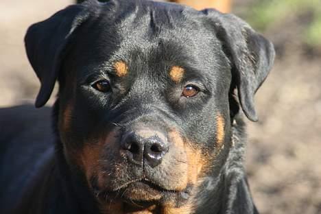 Rottweiler Fattiggården's Haiki *død* - 11 marts 07 billede 15