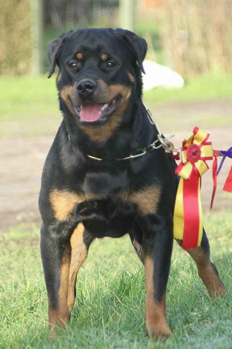 Rottweiler Fattiggården's Haiki *død* - BIR DKK Odense 18 februar 07 billede 16