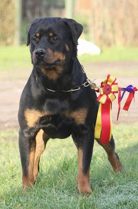 Rottweiler Fattiggården's Haiki *død* - BIR DKK Odense 18 februar 07 billede 17