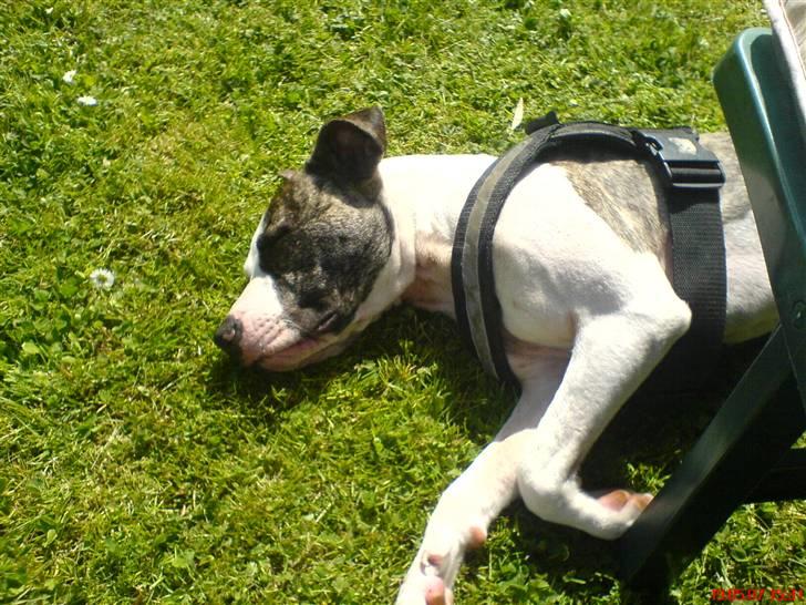 Amerikansk staffordshire terrier LunA billede 8