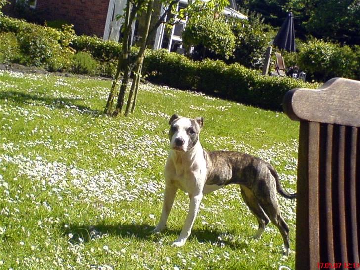 Amerikansk staffordshire terrier LunA billede 9