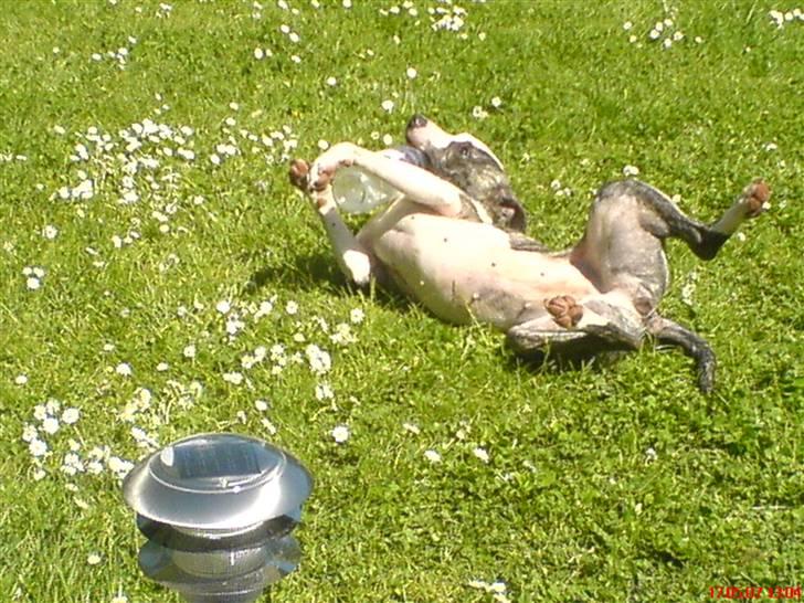 Amerikansk staffordshire terrier LunA billede 10