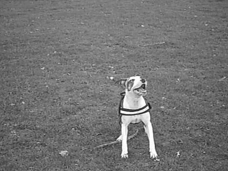 Amerikansk staffordshire terrier LunA billede 11