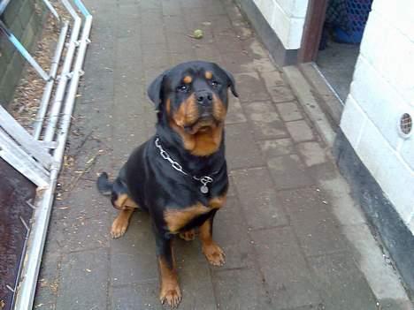 Rottweiler thor billede 1