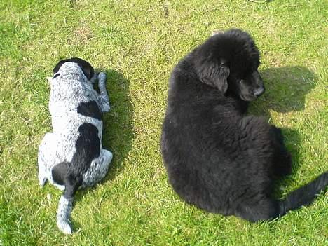 Newfoundlænder Bamse billede 1