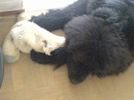 Newfoundlænder Bamse billede 2