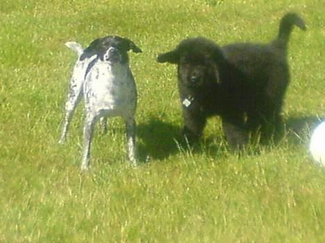 Newfoundlænder Bamse billede 3