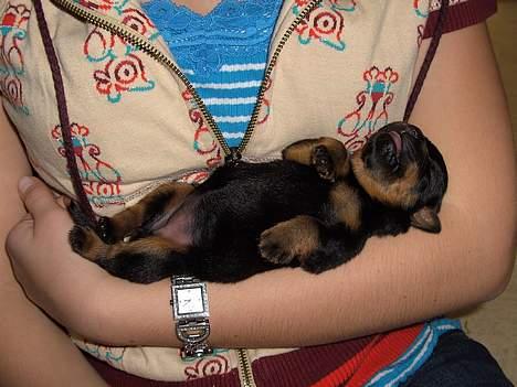 Rottweiler Liva billede 11