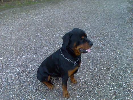 Rottweiler thor billede 2