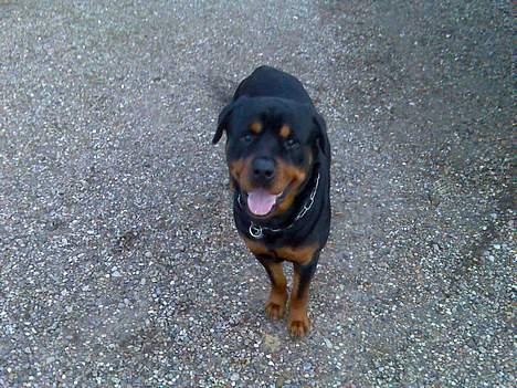 Rottweiler thor billede 3