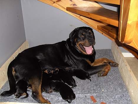 Rottweiler Liva - Livas mor med hvalpe billede 12