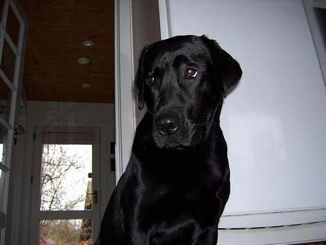Labrador retriever Bianca - Hejsa, er jeg ikke smuk :)) billede 1