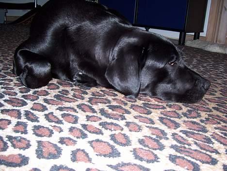 Labrador retriever Bianca - Lad mig nu være, jeg er så træt! billede 2