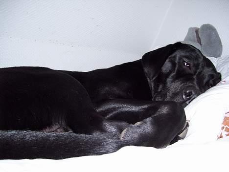 Labrador retriever Bianca - Snorke, snorke, snorke!! billede 3