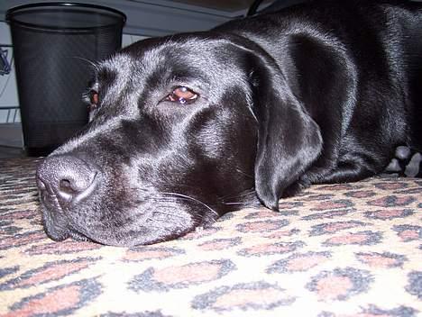 Labrador retriever Bianca - Kan hun ikke bare lade mig være i to sekunder? billede 4