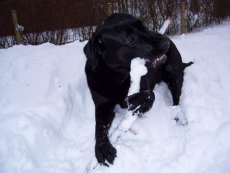 Labrador retriever Bianca - Nam nam, det er altså en rigtig god pind den her! Nam, nam billede 5