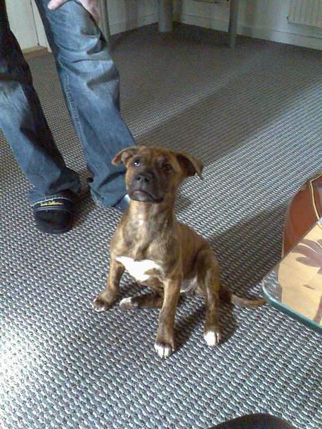 Blanding af racer Chili - Koncentreret billede 2