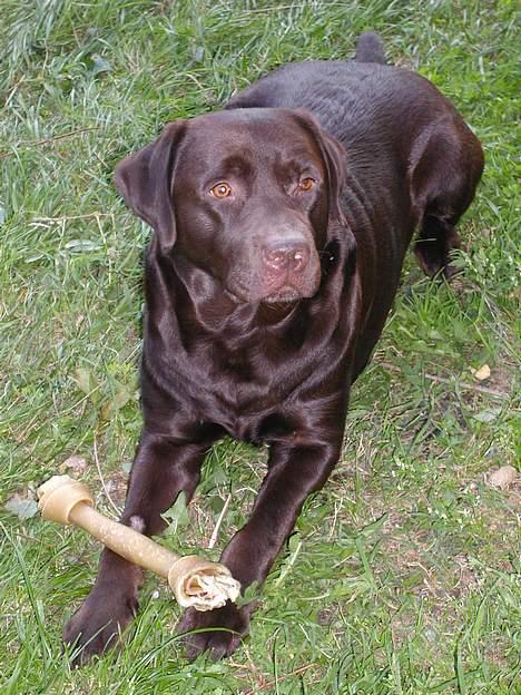 Labrador retriever andy - tag nu det billed, jeg gider ikke ligge her billede 1