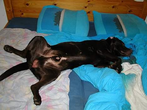 Labrador retriever andy - min seng zzzzzzzzzzzzzzzz billede 2