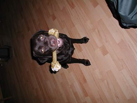 Labrador retriever andy - mums billede 3