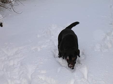 Labrador retriever andy - jubiiii sne billede 4