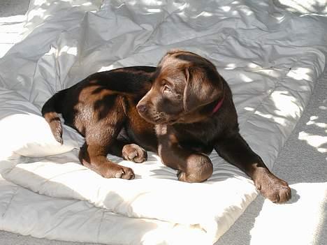 Labrador retriever andy - ny og dejlig dyne billede 5