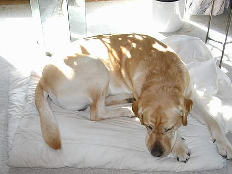 Labrador retriever andy - andy,s  bedste ven futte billede 6
