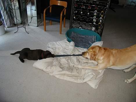 Labrador retriever andy - min strømpe......min min min! billede 7