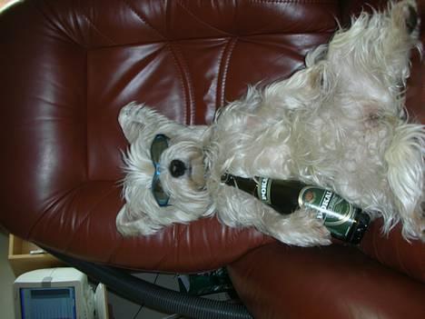 West highland white terrier tutsi - Så det weekend... SKÅL!!! billede 1