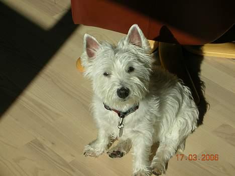 West highland white terrier tutsi - ahh, jeg elsker solskind  billede 2