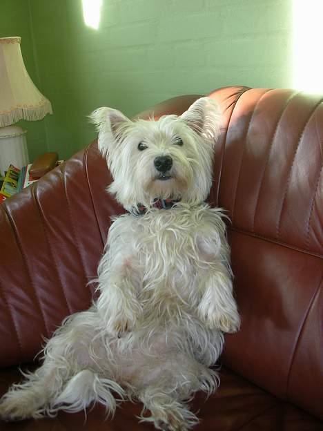 West highland white terrier tutsi - HEY! kan man ikke få lov til at slappe af i fred billede 3