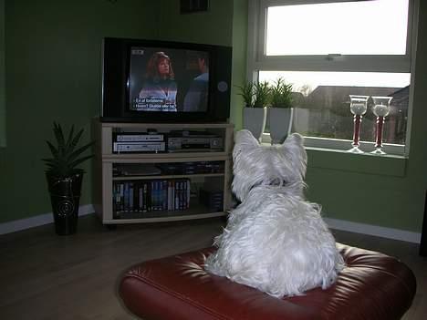 West highland white terrier tutsi - VÆR STILLE!!! jeg ser fjernsyn billede 4