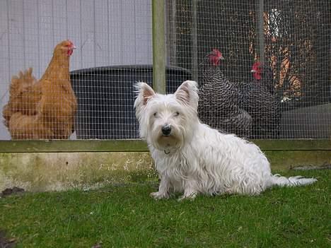 West highland white terrier tutsi - hygger mig lige med hønsene billede 5