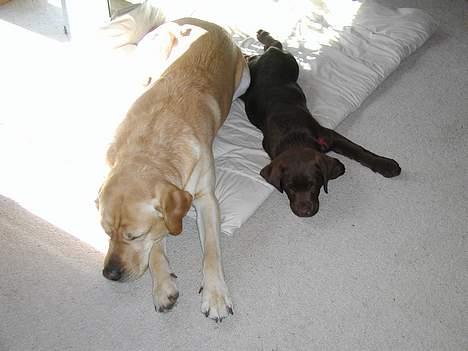 Labrador retriever andy - zzzzzzzzzz billede 10