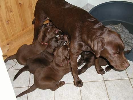 Labrador retriever andy - andy og hans mor..............ham med det mørkerøde halsbånd billede 11