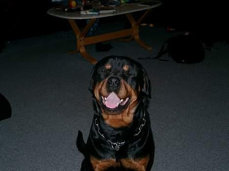 Rottweiler thor - jeg sidder lige og sover billede 4