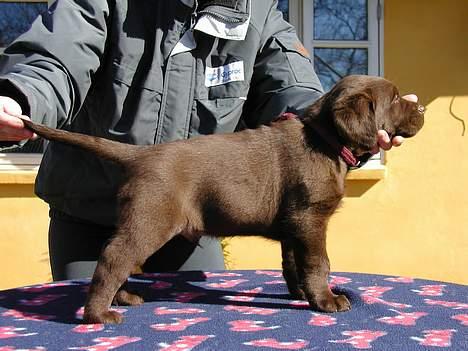 Labrador retriever andy - slip min hale jeg står jo pænt billede 12