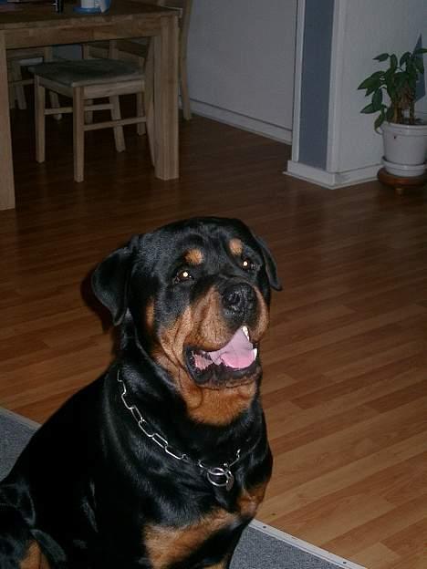 Rottweiler thor billede 5