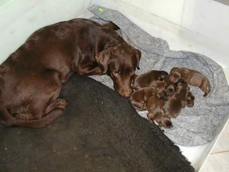 Labrador retriever andy - andy 1 dag gammel...............´´ i bliver der tænker mor ´´ billede 13