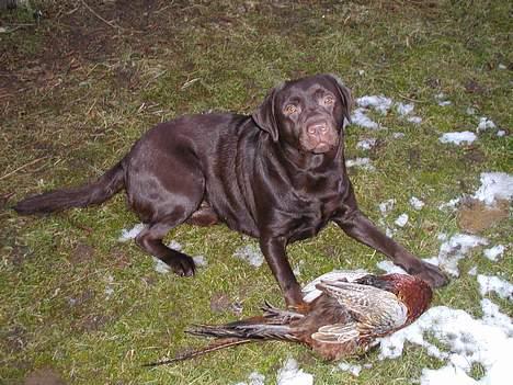 Labrador retriever andy - min fugl billede 14