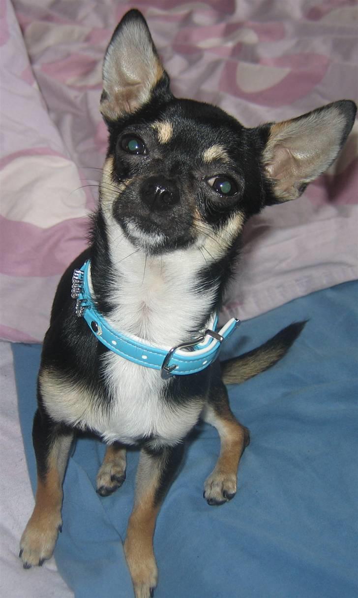 Chihuahua King - hey jeg er king den store... (tror jeg selv) billede 1