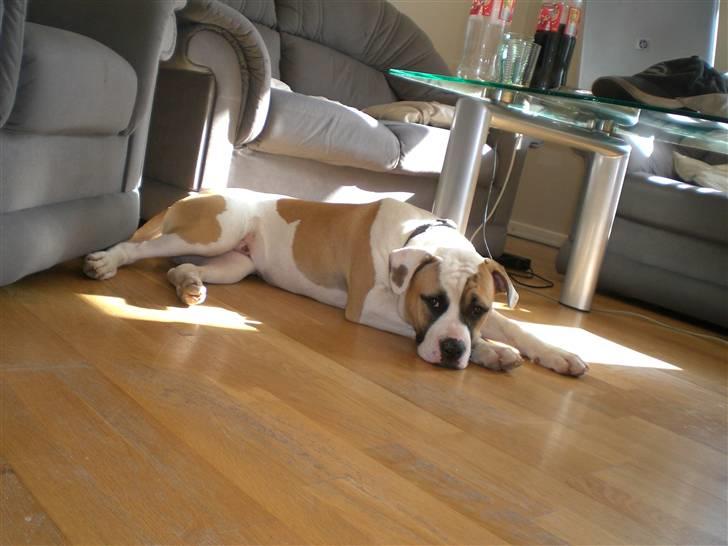 Amerikansk bulldog Cairo (R.I.P) billede 11