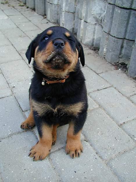 Rottweiler thor billede 6