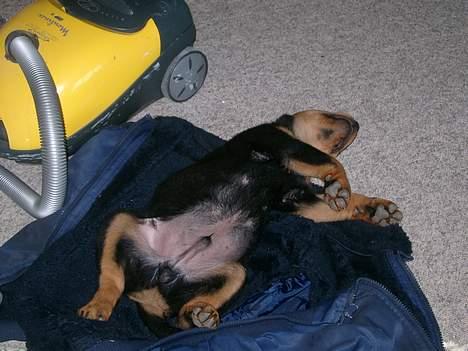 Rottweiler thor - tager lige en morfar billede 7