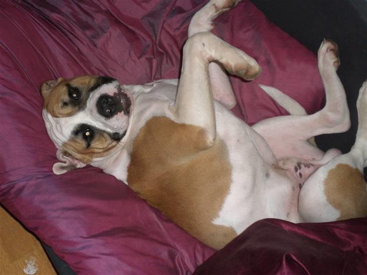 Amerikansk bulldog Cairo (R.I.P) - jeg lå jo lige og sov... billede 12